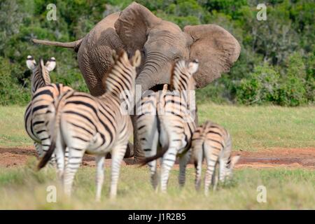 Afrikanischen Busch Elefantenbullen (Loxodonta Africana) erschrecken Herde von Burchell Zebras (Equus Quagga Burchellii), Addo, Eastern Cape, Südafrika, Afrika Stockfoto