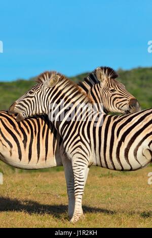 Zwei Burchell's Zebra (Equus quagga burchellii), stehend im Grünland, Addo Nationalpark, Eastern Cape, Südafrika, Afrika Stockfoto