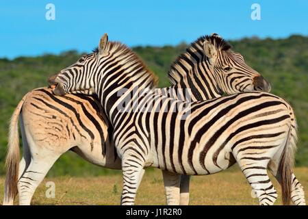 Zwei Burchell's Zebra (Equus quagga burchellii), stehend im Grünland, Addo Nationalpark, Eastern Cape, Südafrika, Afrika Stockfoto