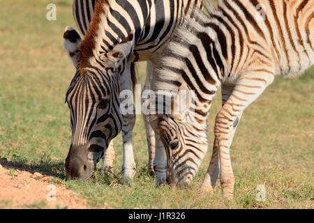 Zwei Burchell's Zebra (Equus quagga burchellii), Mutter mit Fohlen, Beweidung, Addo National Park, Eastern Cape, Südafrika, Afrika Stockfoto