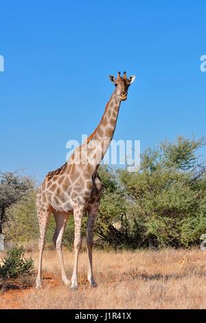 Namibische Giraffe (Giraffa Giraffa Angolensis), erwachsenes Weibchen mit Blick auf Kamera, Etosha Nationalpark, Namibia, Afrika Stockfoto