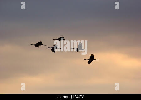 Sandhill Kran im Flug, Crex Wiesen Wildlife Area, Wisconsin Stockfoto