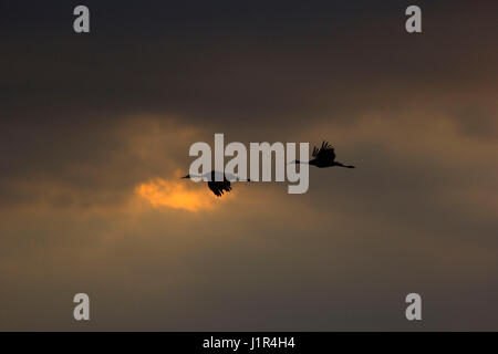 Sandhill Kran im Flug, Crex Wiesen Wildlife Area, Wisconsin Stockfoto