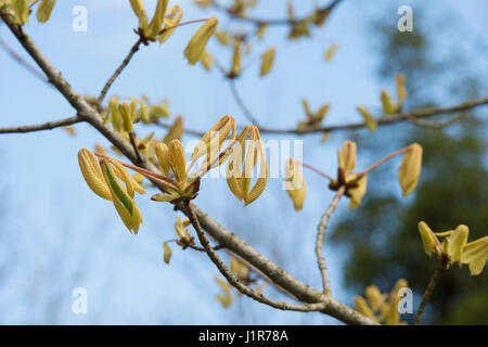 Aesculus Hippocastanum "Hampton Court Gold". Rosskastanie "Hampton Court Gold" junge Blätter Eröffnung im April. Stockfoto