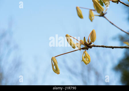 Aesculus Hippocastanum "Hampton Court Gold". Rosskastanie "Hampton Court Gold" junge Blätter Eröffnung im April. Stockfoto