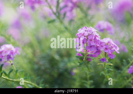 Aethionema 'Warley Rose'. Stein-Kresse 'Warley Rose'. Eunomia 'Warley Rose' Blumen. Selektiven Fokus Stockfoto