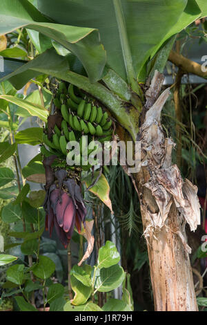 Musa. Bananenbaum mit Blüte und Frucht in Oxford botanischen Garten Treibhaus. Oxford, Oxfordshire, England Stockfoto