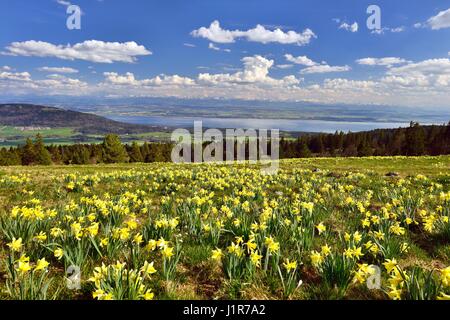 Blick vom Schweizer Jura, Wiese mit gelben Narzissen über Neuenburgersee und Schweizer Mittelland auf der Rückseite Schweizer Alpen Stockfoto