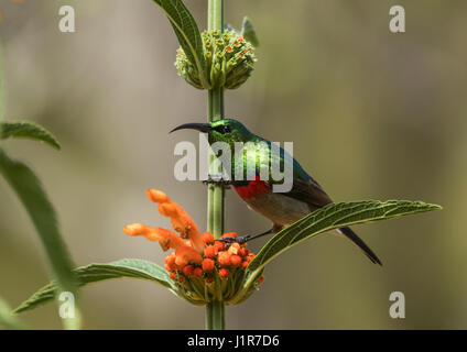 Südlichen Doppel-Kragen Sunbird (Cinnyris Chalybeus), sitzen auf den Schweif des Löwen (Heilkunst Herzgespann), Kirstenbosch National Stockfoto