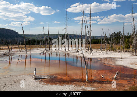 Tote Bäume am opalisierend Pool Mineralvorkommen, schwarzen Sand Basin, Yellowstone-Nationalpark, Wyoming, USA Stockfoto