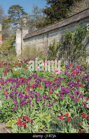 Tulipa. Tulipa 'Purple Prince' Blumen. VEREINIGTES KÖNIGREICH. Einzelne frühe Tulpe Blume Anzeige in Oxford botanischen Gärten. Oxford, England Stockfoto