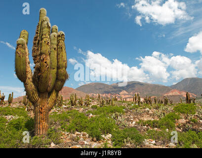 Landschaft mit Echinopsis Atacamensis (Trichocereus nomenklatorisches), Pucará de Ticara, Humahuaca Schlucht, Provinz Jujuy, Argentinien Stockfoto