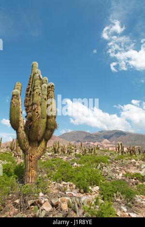 Landschaft mit Echinopsis Atacamensis (Trichocereus nomenklatorisches), Pucará de Ticara, Humahuaca Schlucht, Provinz Jujuy, Argentinien Stockfoto