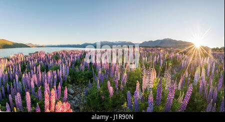 Sonne durch lila großer-blättrig Lupinen (Lupinus Polyphyllus), Sunstern, Sunrise, Lake Tekapo, Region Canterbury Stockfoto