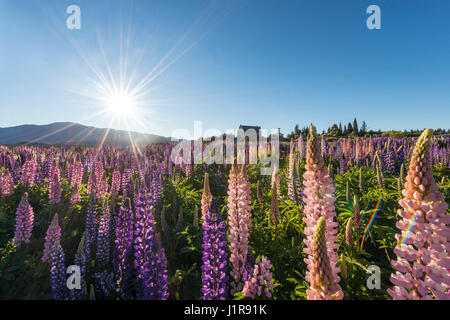 Sonne durch lila großer-blättrig Lupinen (Lupinus Polyphyllus), Sunstern, Kirche des guten Hirten, Lake Tekapo Stockfoto