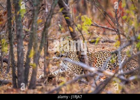 Leopard im Krüger-Nationalpark, Südafrika; Spezies Panthera Pardus Familie Felidae Stockfoto