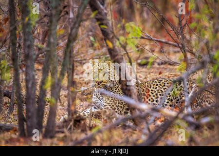 Leopard im Krüger-Nationalpark, Südafrika; Spezies Panthera Pardus Familie Felidae Stockfoto