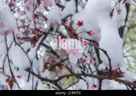 Zweig der blühenden Sakura-Baum unter Schnee-Sturm im April 2017, Dnepr Stadt, Ukraine Stockfoto