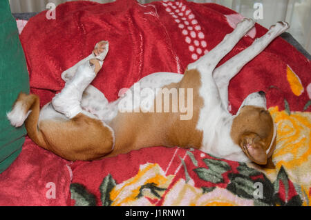 Armer Basenji Hund mit gebrochenen bandagiert hinteren Füße in ungewöhnlichen schlafen auf dem Sofa darstellen Stockfoto