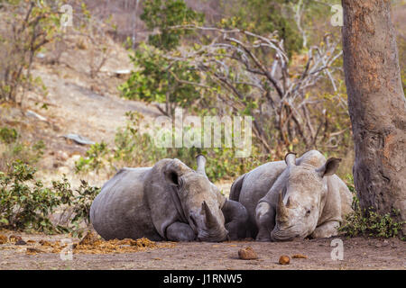 Südliche Breitmaulnashorn im Krüger-Nationalpark, Südafrika; Specie Ceratotherium Simum Simum Familie der Überfamilie Stockfoto