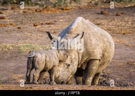 Südliche Breitmaulnashorn im Krüger-Nationalpark, Südafrika; Specie Ceratotherium Simum Simum Familie der Überfamilie Stockfoto