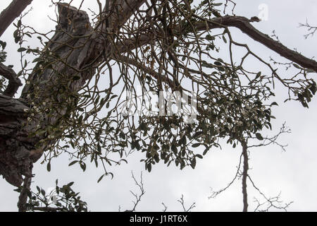 wilde Mistel wächst am Baum Stockfoto