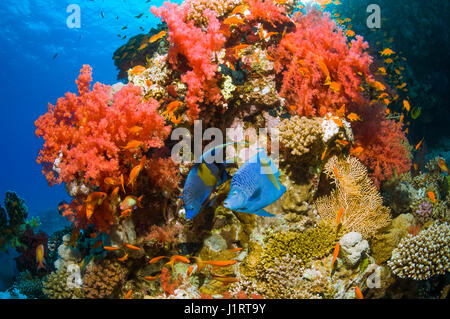 Korallenriff-Landschaft mit zwei Yellowbar-Kaiserfisch (Pomacanthus Maculosus) schwimmen über Korallenriff mit Weichkorallen.  Ägypten, Rotes Meer. Stockfoto