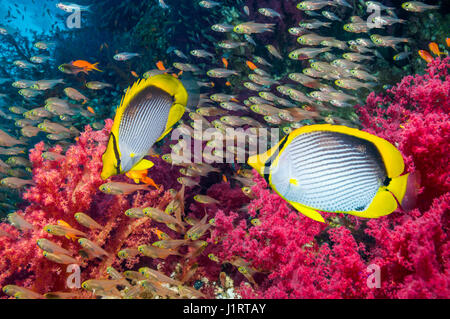 Korallenriff-Landschaft mit einem Paar Blackbacked Butterflyfish [Chaetodontidae Melannotus] Ägypten Rotes Meer Stockfoto