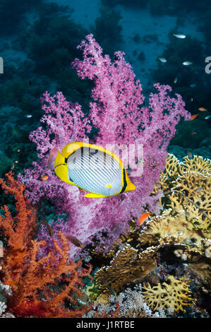 Ein paar Schwarzrücken oder Black-backed Butterflyfish (Chaetodontidae Melannotus) schwimmen vorbei an Weichkorallen [Dendronephthya sp.].  Ägypten, Rotes Meer.  Indo-Pazifik Stockfoto