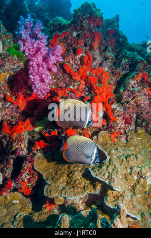 Rotschwanzboa Butterflyfish oder Halsband Butterflyfish [Chaetodontidae Collare] mit Korallenriff.  Similan Inseln, Andamanensee, Thailand. Stockfoto