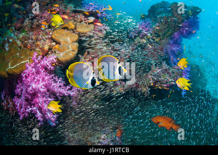 Korallenriff-Landschaft mit Panda Butterflyfish [Chaetodontidae Adiergastos] und goldenen Riffbarsche Stockfoto