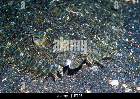 Leopard Flunder [Bothus Pantherinus].  Lembeh Strait, Nord-Sulawesi, Indonesien. Stockfoto