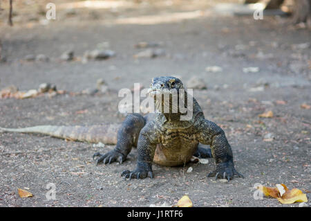 Komodo-Waran oder Komodo Monitor (Varanus Komodoensis) ist die größte lebende Art der Eidechse.  Gefördert von der IUCN aufgeführt.  Komodo, Indonesien. Stockfoto