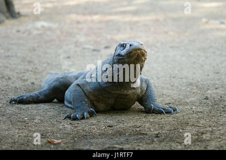 Komodo-Waran oder Komodo Monitor (Varanus Komodoensis) ist die größte lebende Art der Eidechse.  Gefördert von der IUCN aufgeführt.  Komodo, Indonesien. Stockfoto