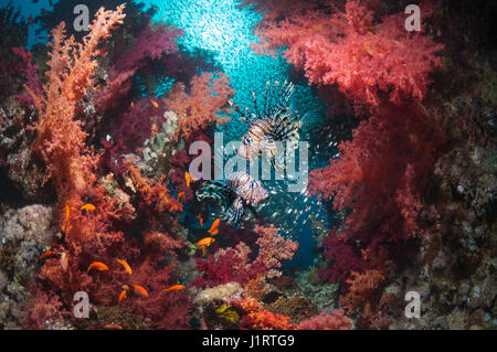 Korallenriff-Landschaft mit ein paar roten Rotfeuerfisch (Pterois Volitans), Weichkorallen (Dendronephthya sp) und eine Schule der Pygmäen-Kehrmaschinen (beginnt guenth