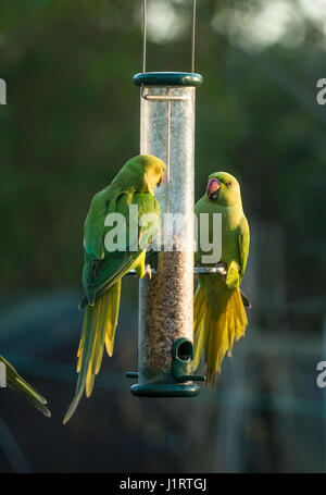 Rose-beringt oder Ring-necked Parakeet (geflohen waren) am Futterhäuschen für Vögel im Stadtgarten.  London, UK. Stockfoto