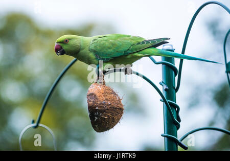 Halsbandsittich am Futterhäuschen Stockfoto