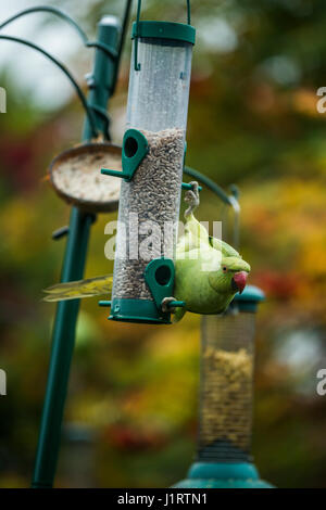 Rose-beringt oder Ring-necked Parakeet (geflohen waren) am Futterhäuschen für Vögel im Stadtgarten.  London, UK. Stockfoto