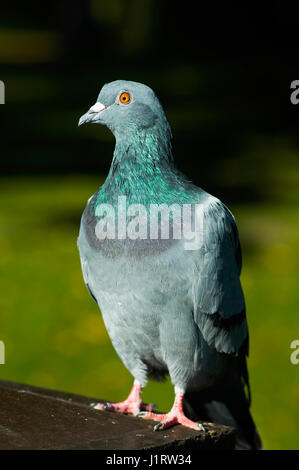 Wilde Taube [Columba Livia Donestica] Stockfoto