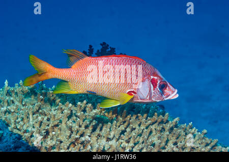 Sabre Squirrelfish [Sargocentron Spiniferusm].  Malediven. Stockfoto