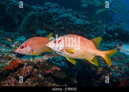 Sabre Squirrelfish [Sargocentron Spiniferusm].  Malediven. Stockfoto