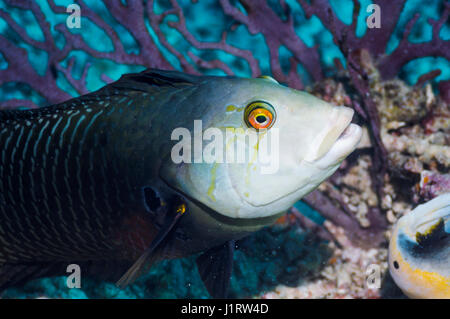 Genauso oder Dragon Lippfische [Novaculichthys Taeniourus].  Indonesien. Stockfoto