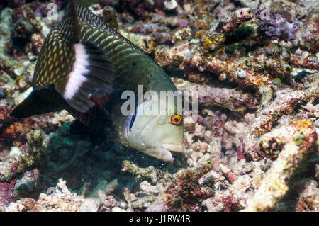 Genauso oder Dragon Lippfische [Novaculichthys Taeniourus] auf Nahrungssuche über Korallen Schutt.  Indonesien. Stockfoto