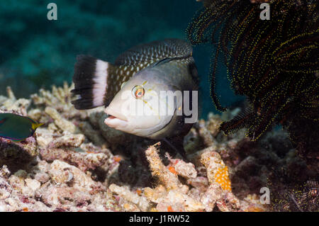 Genauso oder Dragon Lippfische [Novaculichthys Taeniourus].  Indonesien. Stockfoto