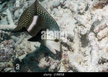 Genauso oder Dragon Lippfische [Novaculichthys Taeniourus] auf Nahrungssuche über Korallen Schutt.  Indonesien. Stockfoto