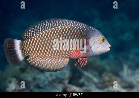 Genauso oder Dragon Lippfische [Novaculichthys Taeniourus].  Indonesien. Stockfoto