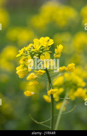 Blühende Feld Senf (Brassica Rapa); Close-up Stockfoto