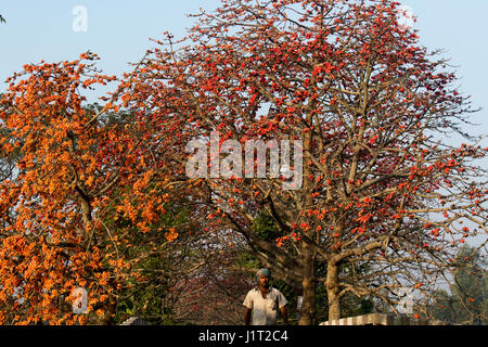 Rote Seide Baumwolle Blume auch bekannt als Bombax Ceiba Shimul. Narsingdi, Bangladesch. Stockfoto