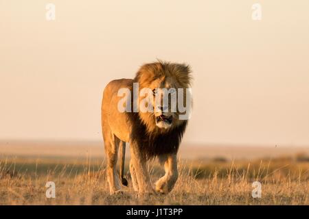 Schöne afrikanische Tierwelt Stockfoto