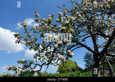 Bramley Apfel Baum Blüte in einem Land Garten Obstgarten, Somerset, England Stockfoto
